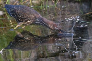Green Heron