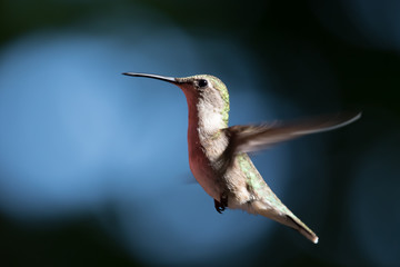 Fototapeta na wymiar Ray Throated Hummingbird