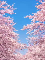 Obraz premium Rosa Kirschblüte im Frühling als Hintergrund