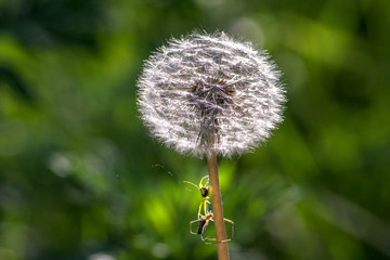 transparent dandelion on a green background with insects