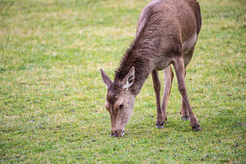 Naklejka na ściany i meble Deer grazing on grassy field