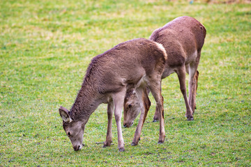 Naklejka na ściany i meble Deer on grassland, Abruzzo, Italy
