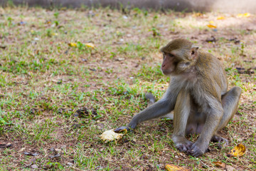 Baby monkey sits on grass and eats banana