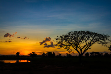 Big tree silhouette on sunset  sky