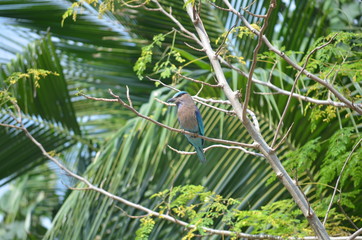 exotic blue and brown swallow bird