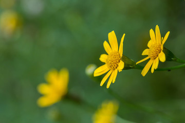 Obraz premium yellow daisy flower on green