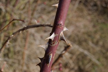 spiky branches of a hip rose bush