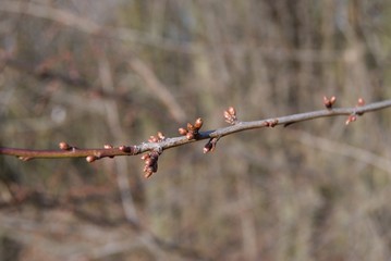 detail of a tree bud in the spring
