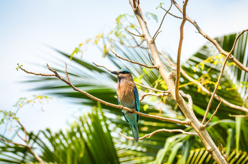 exotic blue and brown swallow bird
