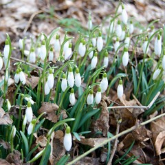 detail of white snowdrops in blossom
