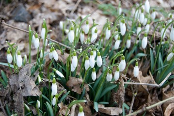 detail of white snowdrops in blossom