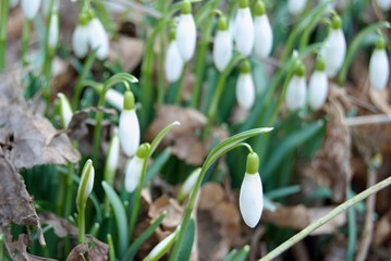 detail of white snowdrops in blossom