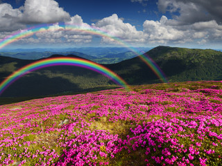 Zomerlandschap met bergbloemen en een regenboog
