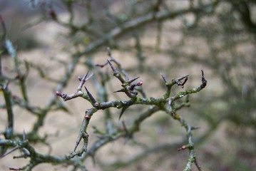 detail of a tree bud in the spring