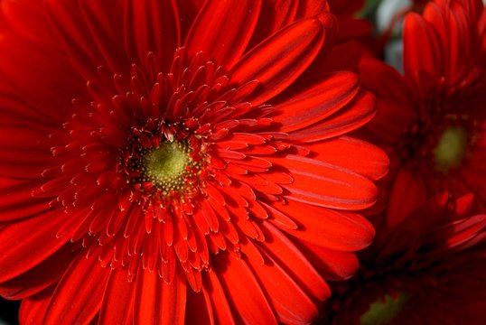 detail of a bright colof flower in blossom
