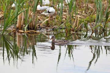 Gadwall bird