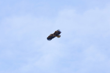 White-tailed eagle