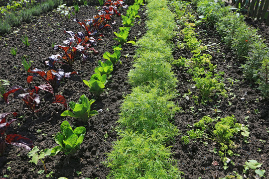 Beet mit Jungsalat und Junggem&uuml;se