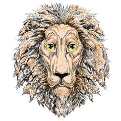 Head of a lion portrait , vector illustration on а white  background
