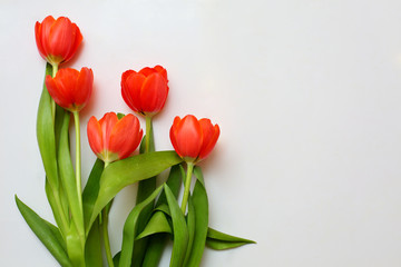 red tulips on white background