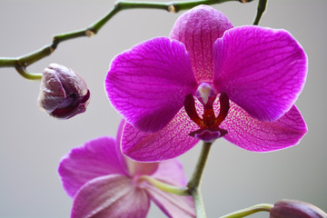 Fototapeta na wymiar purple Orchid