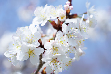 桜