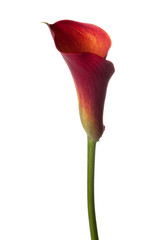 Red Calla lilly isolated on white background