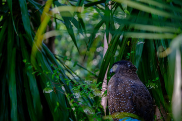 Falcon in forest.