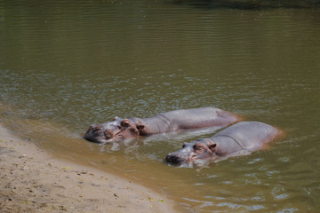 Fototapeta premium Hippopotamus in the water