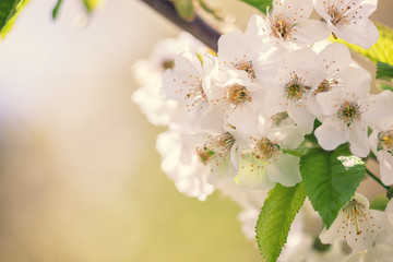 Spring Apple Blossoms