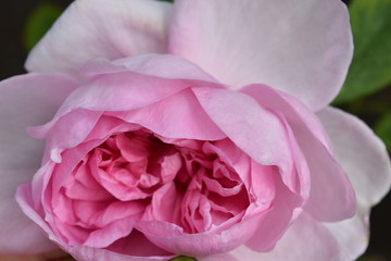 Pink Rose Close-up