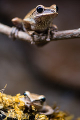 Golden tree frogs (Polypedates leucomystax). Shrub frogs family Rhacophoridae, aka common tree frog, four-lined tree frog, golden flying tree frog and striped tree frog