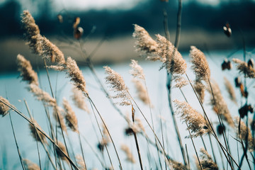 Beautiful reed as background at windy lake - obrazy, fototapety, plakaty