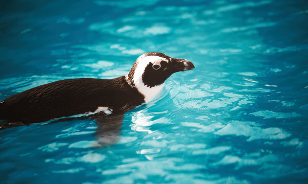 Beautiful penguin swimming in blue water
