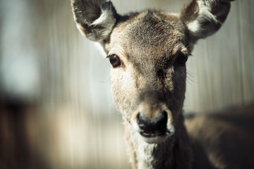 Portrait of deer in wildlife