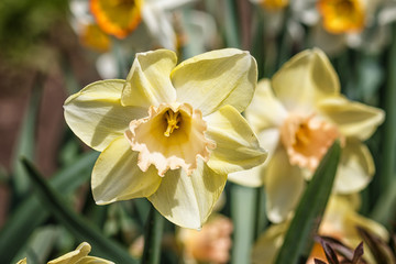 white daffodil (narcissus) with orange and yellow center