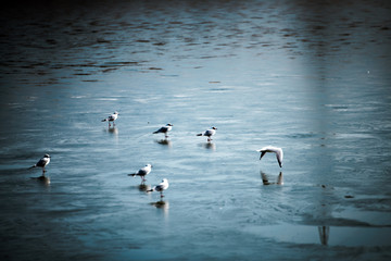 Birds walking and flying over frozen lake