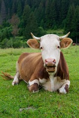 Naklejka na ściany i meble Cow on a green meadow