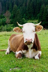 Obraz premium Cow on a green meadow