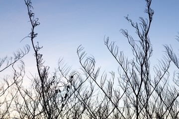 Curly branches of birch tree against sky, suitable as pattern or background. Slovakia