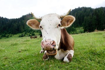 Cow on a green meadow