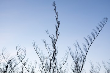 Curly branches of birch tree against sky, suitable as pattern or background. Slovakia