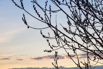 Spring tree flowering - lamb s-tails with colorful sunset. Slovakia