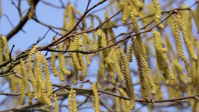 alder tree blossom and pollen in the wind