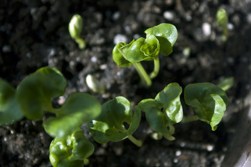 Home garden: Closeup small green pomegranate leaves 