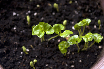 Home garden: Closeup small green pomegranate leaves 