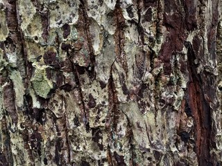 bark tree