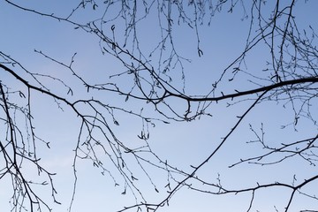 Curly branches of birch tree against sky, suitable as pattern or background. Slovakia