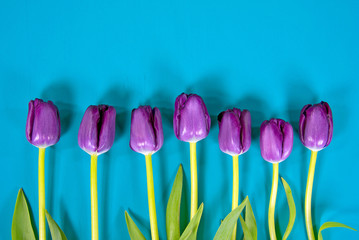row of purple tulips on turquoise painted wood