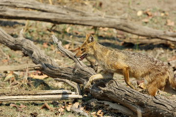  Indian Jackal 